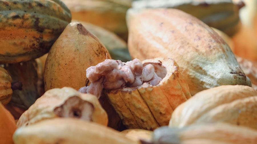 VUB-onderzoek onthult hoe cacaosoort en gisten de smaak van chocolade bepalen