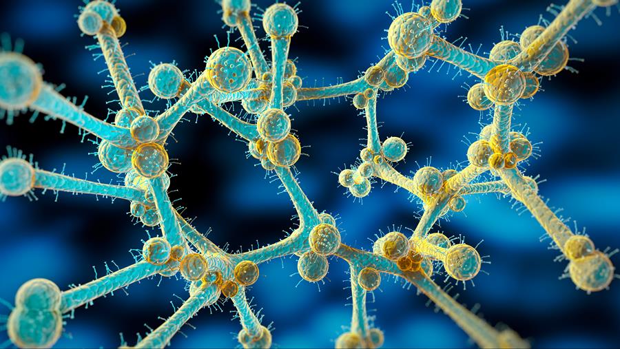 Un champignon dangereux se propage dans les hôpitaux européens